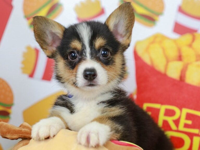 Pembroke Welsh Corgi