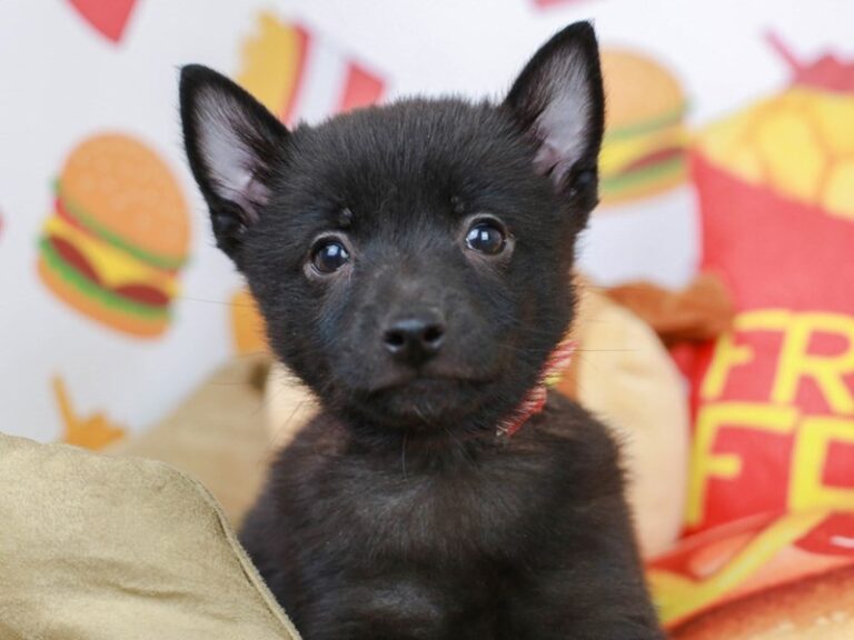 Schipperke