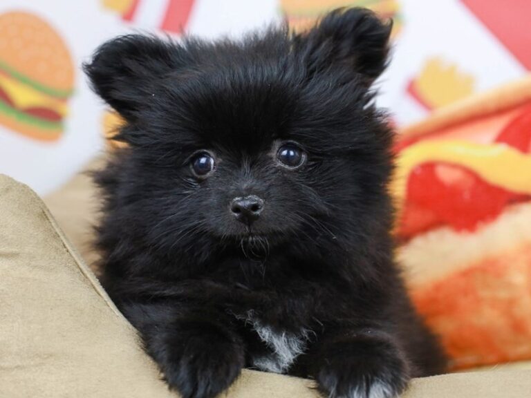 Pomeranian