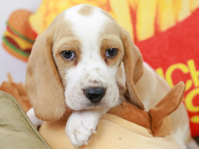 Beagle