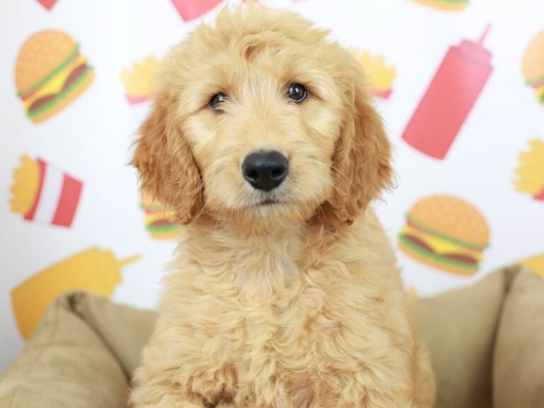Goldendoodle