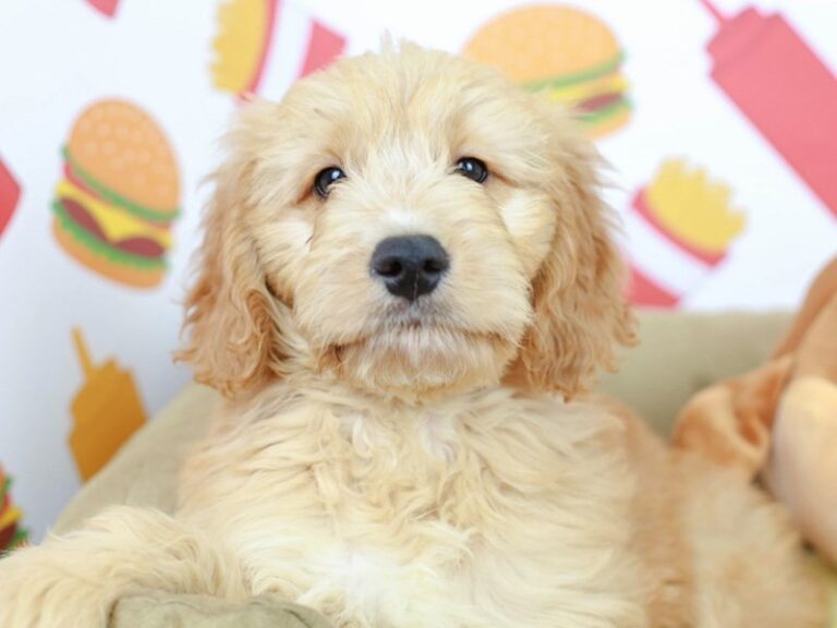 Mini Goldendoodle