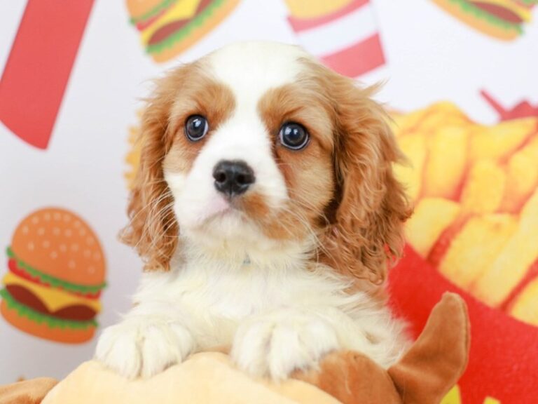 Cavalier King Charles Spaniel