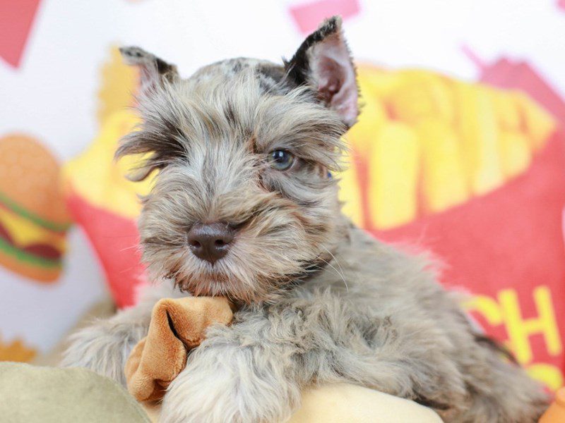 Confetti schnauzer shop