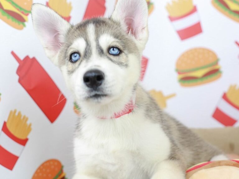 Siberian Husky