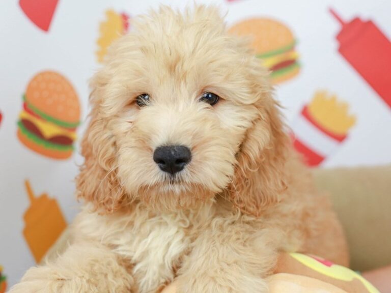 Mini Goldendoodle