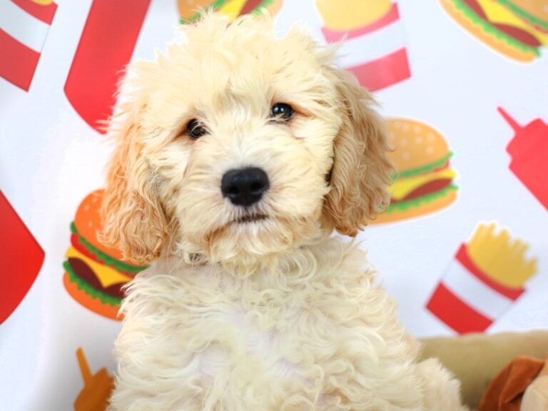 Mini Goldendoodle