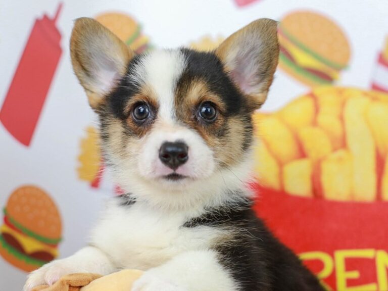 Pembroke Welsh Corgi