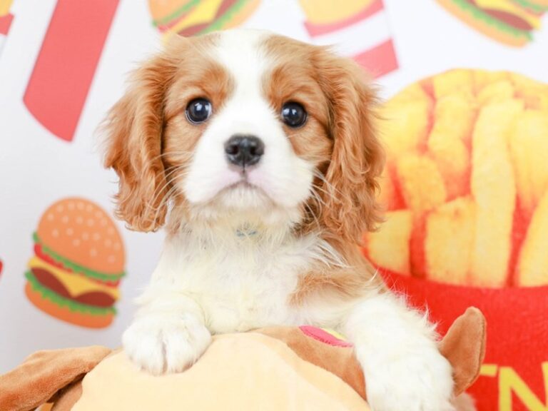 Cavalier King Charles Spaniel