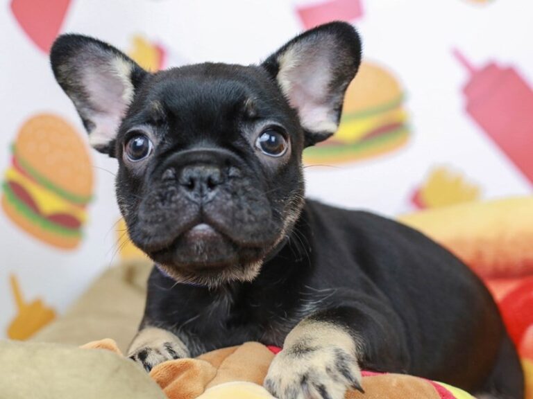 French Bulldog