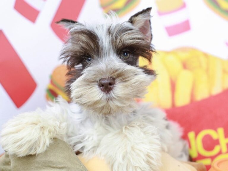 Mini Schnauzer
