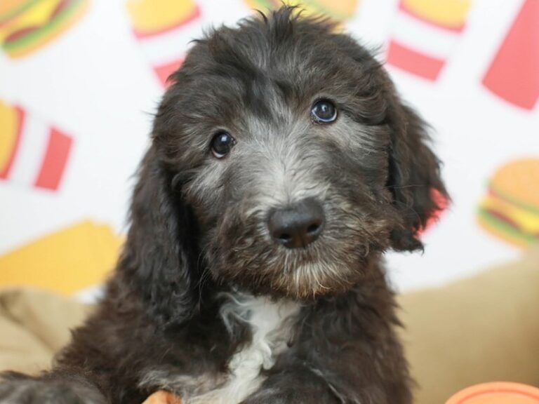 Sheepadoodle
