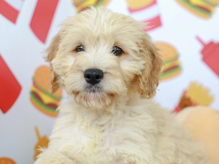 Mini Goldendoodle