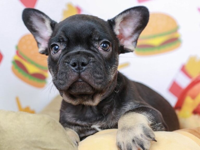 French Bulldog