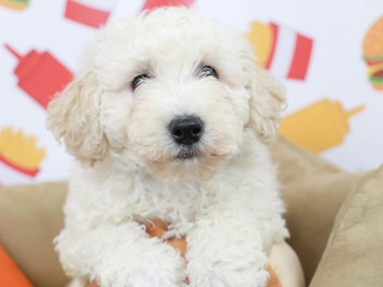 Bichon Frise
