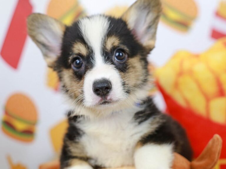 Pembroke Welsh Corgi
