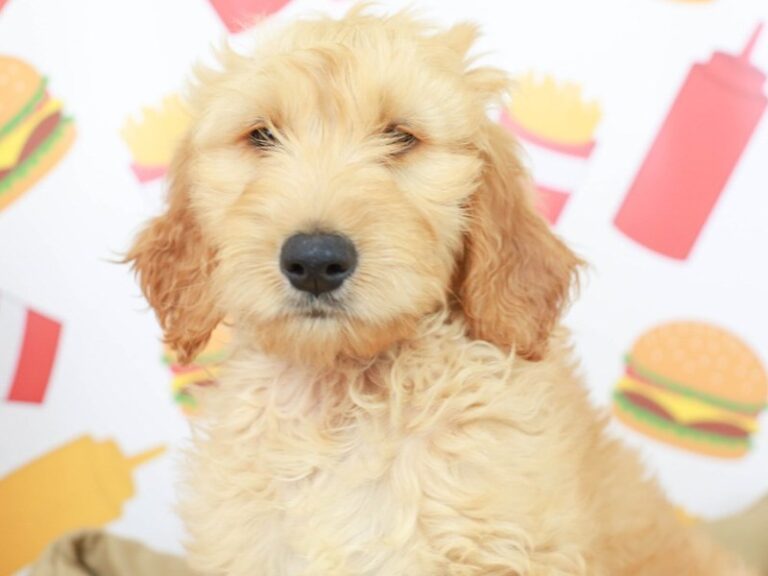 Goldendoodle