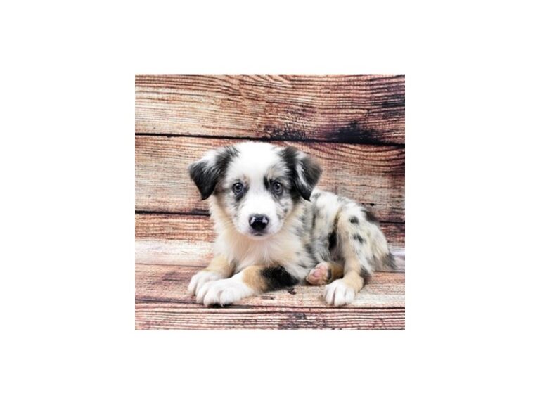 Australian Shepherd