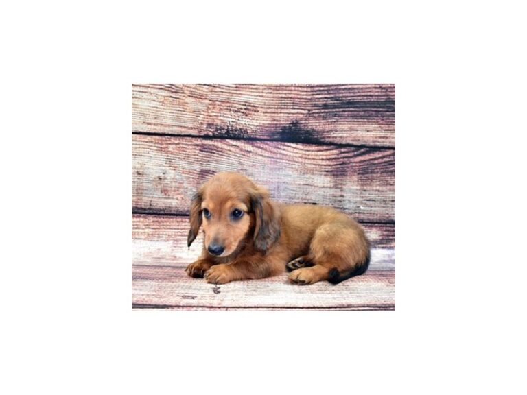 Dachshund