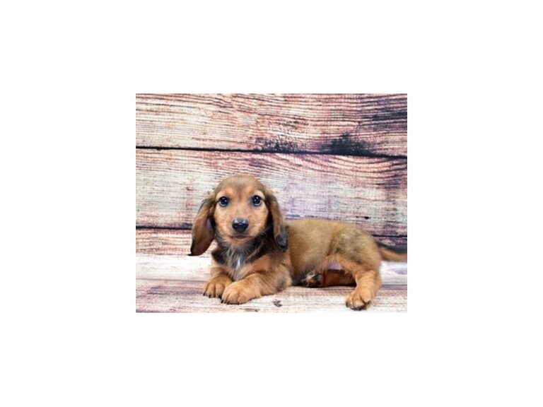 Dachshund