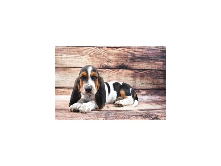 Basset Hound