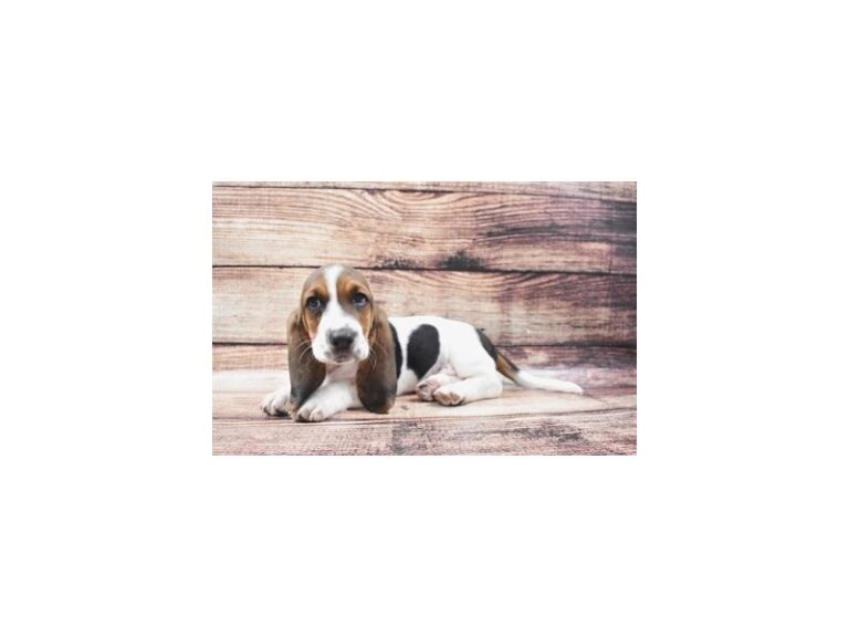 Basset Hound