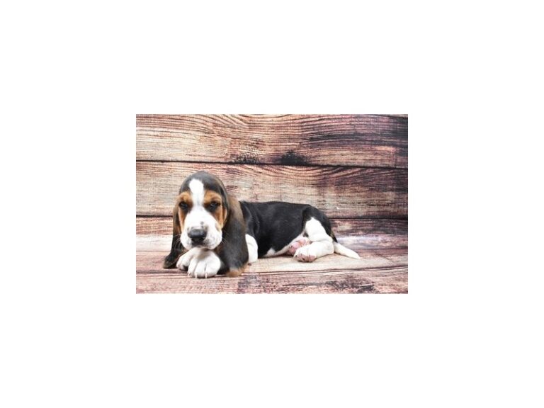 Basset Hound