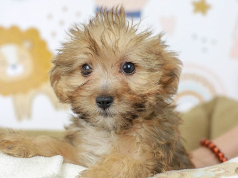 Yorkie Poo