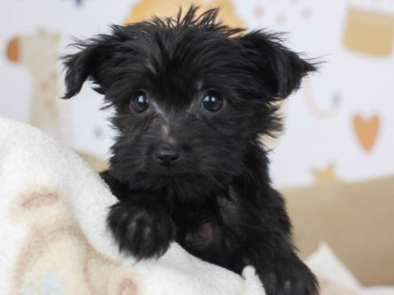 Yorkie Poo