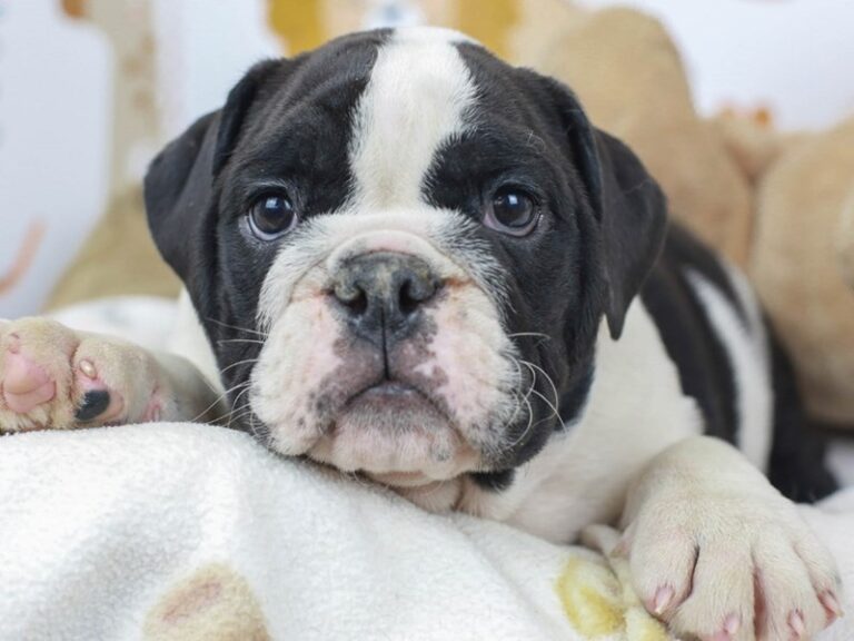 English Bulldog