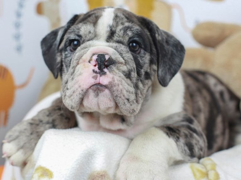 English Bulldog