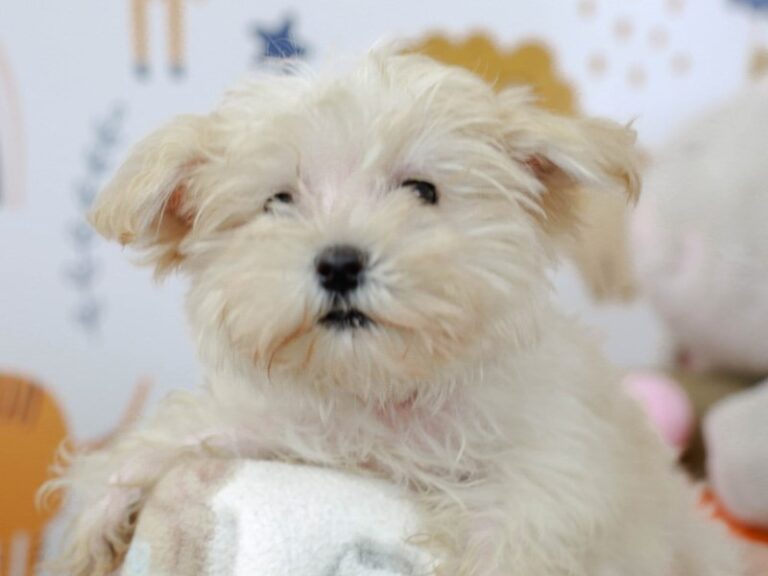 Morkie