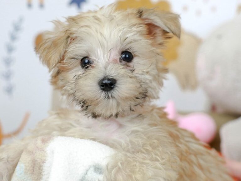 Morkie