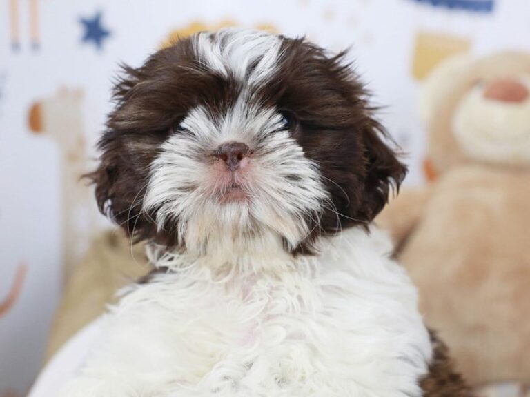 Shih Tzu