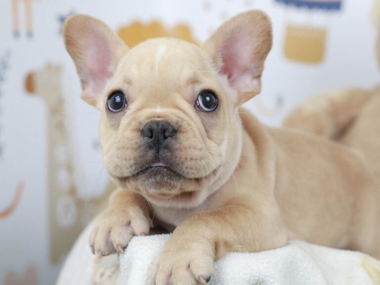 French Bulldog