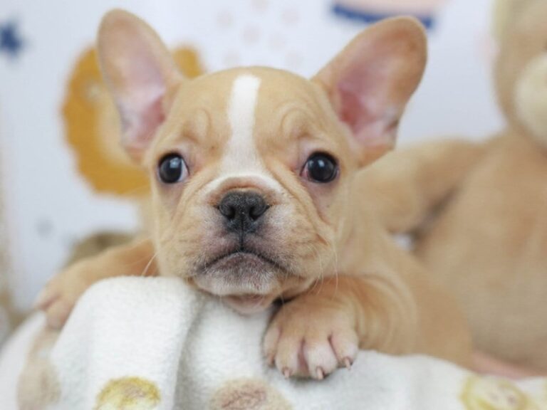 French Bulldog