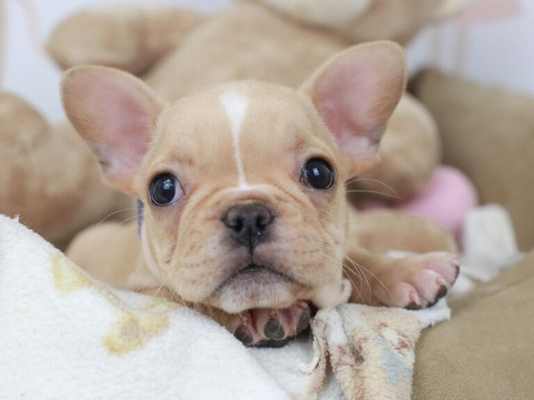 French Bulldog