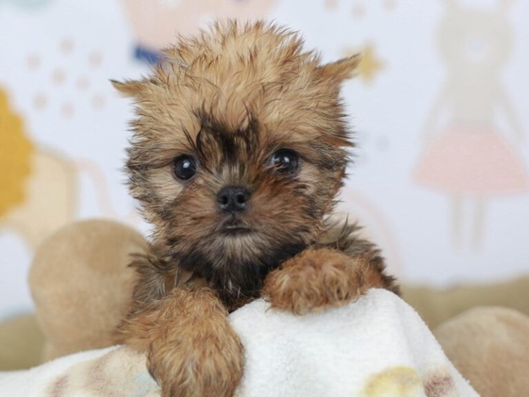 Brussels Griffon