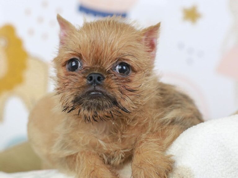 Brussels Griffon