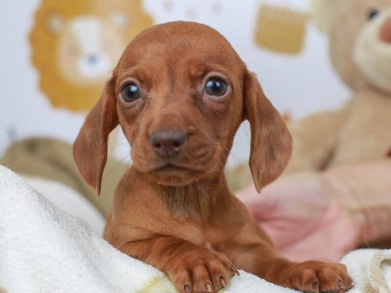 Dachshund