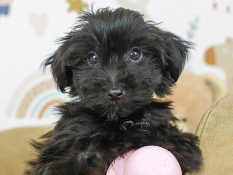 Yorkie Poo