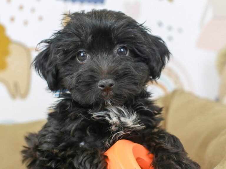 Yorkie Poo