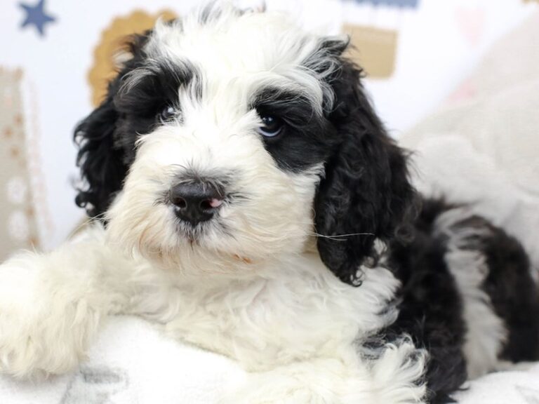 Mini Bernadoodle