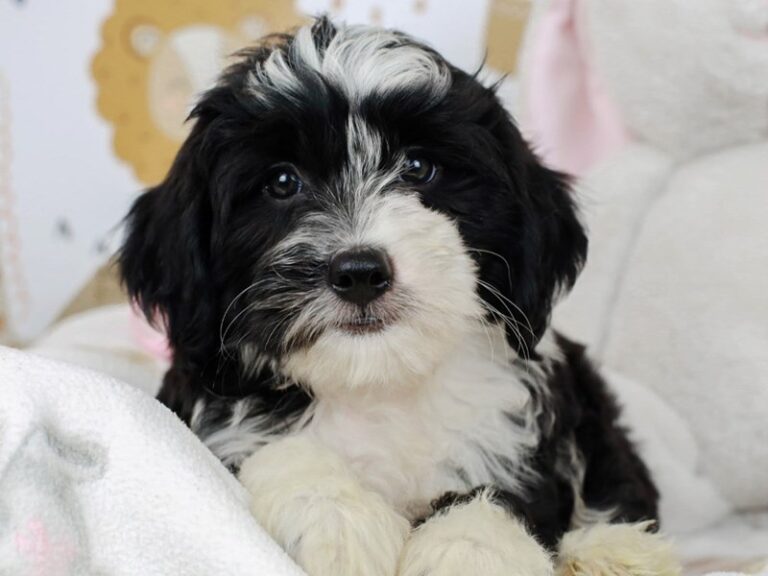 Mini Sheepadoodle