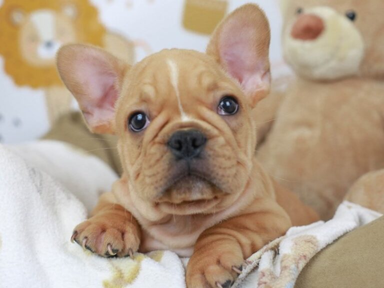 French Bulldog