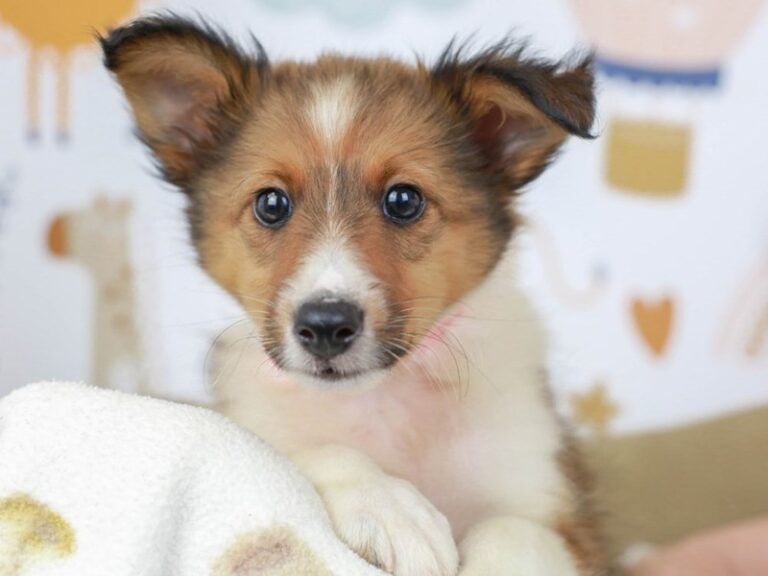 Shetland Sheepdog