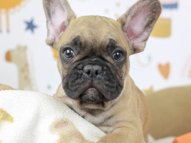 French Bulldog-DOG-Male--2783195-Animal Kingdom | Puppies N Love