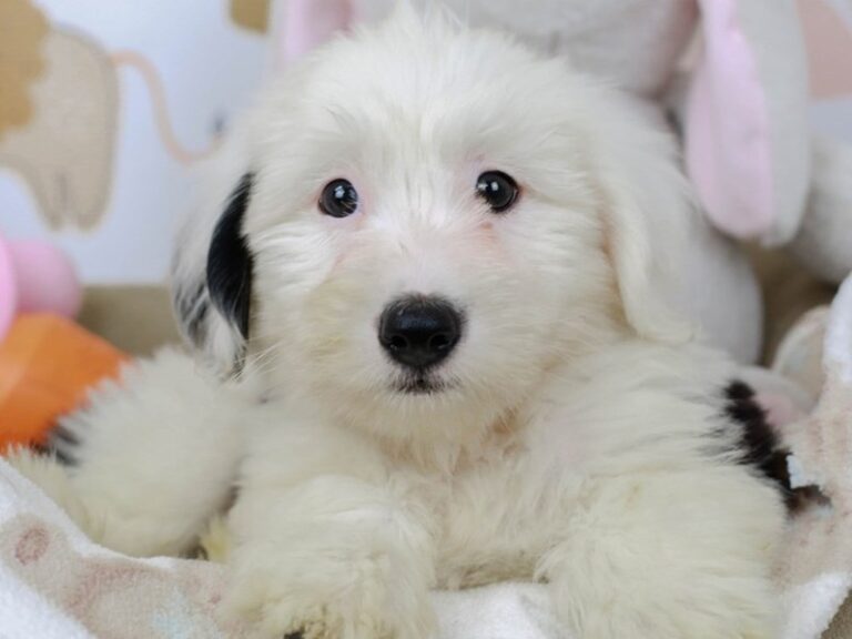Mini Sheepadoodle