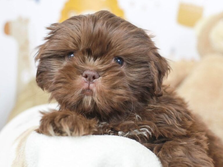 Shih Tzu