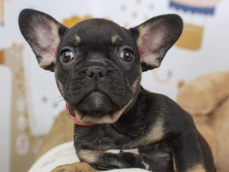 French Bulldog